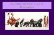 Survey of the Living Primates. Two Suborders: 1. Prosimians Includes lemurs, lorises, bush babies, tarsiers Includes lemurs, lorises, bush babies, tarsiers.