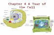 Chapter 4 A Tour of the Cell. Introduction: Cells on the Move Cells, the simplest collection of matter that can live, were first observed by Robert Hooke.