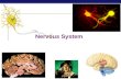 PreAp Biology Nervous System. PreAp Biology Why do animals need a nervous system?  What characteristics do animals need in a nervous system?  fast