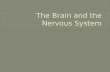 The central nervous system (CNS) consists of the brain and the spinal cord.