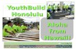 YouthBuild Honolulu Aloha from Hawaii!. Administrative Structure City & County of Honolulu Department of Community Services WorkHawaii Division YouthBuild.