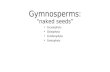 Gymnosperms: “naked seeds” Cycadophyta Ginkophyta Coniferaphyta Gnetophyta.