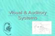 Visual & Auditory Systems. Introduction Five main senses of body system: sight, hearing, touch, smell, taste, Two senses that can change life dramatically: