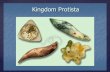 {.  Protists are eukaryotic organisms, which have membrane-bound nucleus.  Unicellular (one cell) or multicellular (many cells). What are protists?