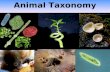 Animal Taxonomy. Systematic Position Kingdom :Protista Phylum : Sarcomastigophora Subphylum : Mastigophora Class : Zoomastigophora Genus : : Trypanosoma.
