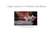Organ Systems in Animals and Plants Animal Organ Systems.
