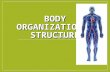 BODY ORGANIZATION & STRUCTURE Chapter 22. BODY ORGANIZATION Chapter 22 Section 1 S7L2.c – Explain that cells are organized into tissues, tissues into.