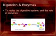Digestion & Enzymes To revise the digestive system, and the role of enzymes.