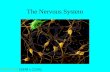 The Nervous System Nerve Cells (SEM x 2,250).. http://www.pbs.org/wgbh/nova/mind/probe.html http://www.pbs.org/wnet/brain/ http://science.howstuffworks.com/brain9.htm.