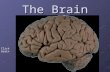 The Brain Click brain. Learning Targets By the end of this lecture, you should be able to: Identify the four major lobes of the brain. Identify and explain.