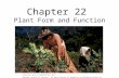 Chapter 22 Plant Form and Function Harvesting: ©Gustavo Gilabert/Corbis SABA Copyright © McGraw-Hill Education. All rights reserved. No reproduction or.