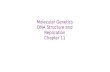 Molecular Genetics DNA Structure and Replication Chapter 11.