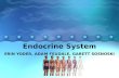 Endocrine System ERIN YODER, ADAM FEUDALE, GARETT SOSNOSKI.
