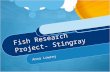 Fish Research Project- Stingray Anna Lowrey. It’s many names Common name- Stingray Scientific name- Dasyatis Fluviorum Kingdom- Animalia Phylum- Chordata.