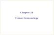 Chapter 20 Tumor Immunology. Introduction Part Ⅰ Tumor antigens Part Ⅱ Immune response to tumors Part Ⅲ Mechanism of tumor escape from immune surveillance.