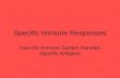 Specific Immune Responses How the Immune System Handles Specific Antigens.