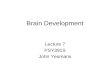 Brain Development Lecture 7 PSY391S John Yeomans.