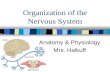 Organization of the Nervous System Anatomy & Physiology Mrs. Halkuff.