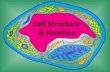 Cell Structure & Function. Did You Know? The average human is composed of over 100 Trillion individual cells!!! It would take up to 50 cells to cover.