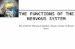 THE FUNCTIONS OF THE NERVOUS SYSTEM The Central Nervous System: lower cortex to brain stem.