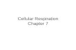 Cellular Respiration Chapter 7. An overview of cellular respiration Figure 6.8 High-energy electrons carried by NADH GLYCOLYSIS GlucosePyruvic acid KREBS.