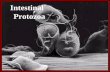 Intestinal` Protozoa. CLASSIFICATION OF PARASITES PROTOZOAHELMINTHS Unicellular Single cell for all functions Multicellular Specialized cells 1:Aoebae: