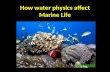 How water physics affect Marine Life. Sunlight Photosynthesis -Process of using light energy to create carbohydrates from inorganic compounds is called.