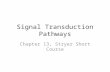Signal Transduction Pathways Chapter 13, Stryer Short Course.