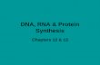 DNA, RNA & Protein Synthesis Chapters 12 & 13. The Structure of DNA.