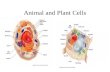 Animal and Plant Cells. Cytoskeleton Cytoskeleton: Supports the shape of the cell.
