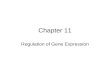 Chapter 11 Regulation of Gene Expression. 11.1 Several Strategies Are Used to Regulate Gene Expression Gene expression is precisely regulated Constitutive.