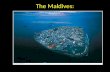 The Maldives:. Rising seas may flood the Maldives Island paradise Rising seas due to global climate change could submerge them – Erode beaches, cause.