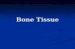 Bone Tissue. Support Provides attachment for tendons of skeletal muscles Provides attachment for tendons of skeletal muscles.