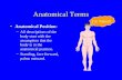 Anatomical Terms Anatomical Position: –All descriptions of the body start with the assumption that the body is in the anatomical position. –Standing, face.