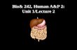 Bio& 242, Human A&P 2: Unit 1/Lecture 2. Histology of the Digestive System Basic Histological Layers 1.Mucosa a. Epithelium b. Lamina Propria c. Muscularis.