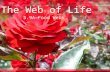 The Web of Life 5.9A—Food Webs. The Web of Life Describe how the flow of energy derived from the sun, used by producers to create their own food, is transferred.
