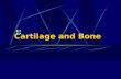 Cartilage and Bone. 1. Cartilage: organ=Cartilage tissue+perichondrium.