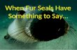 When Fur Seals Have Something to Say….