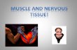 Muscle Tissues Muscle tissue is like what part of an airplane? Contract in response to stimulus  muscle fibers shorten  move body parts Types: – Skeletal.