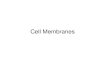 Cell Membranes. Cell Membrane Views Phospholipid Molecule.