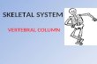 SKELETAL SYSTEM VERTEBRAL COLUMN. The vertebral column (spinal column or backbone) is made of individual bones called vertebrae. The names of vertebrae.