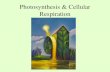 Photosynthesis & Cellular Respiration. Objectives 1.Identify the reactants and products of photosynthesis and cellular respiration 2.Understand the.