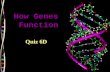 How Genes Function Quiz 6D. Four main points of how genes function Nucleotides (symbols in the language) are arranged into codons (letters) Codons (letters.