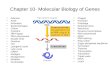 Chapter 10- Molecular Biology of Genes Adenine AIDS Anticodon Bacteriophages Codon Cytosine DNA ligase DNA polymerase Double helix Guanine HIV Lysogenic.