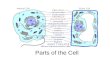 Parts of the Cell. Go to Section: Animal Cell Nucleus Nucleolus Cell Membrane Cytoplasm.