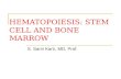 HEMATOPOIESIS: STEM CELL AND BONE MARROW S. Sami Kartı, MD, Prof.