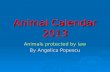 Animal Calendar 2013 Animals protected by law By Angelica Popescu.