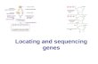 Locating and sequencing genes. Objectives How are DNA probes and DNA hybridisation used to locate specific genes? How can the exact order of nucleotides.