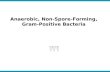 Anaerobic, Non-Spore-Forming, Gram-Positive Bacteria 미생물학교실 권 형 주.
