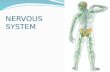 NERVOUS SYSTEM. Figure 49.4 Central nervous system (CNS) Brain Spinal cord Peripheral nervous system (PNS) Cranial nerves Ganglia outside CNS Spinal nerves.
